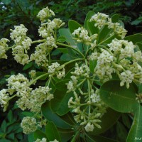 Alstonia scholaris (L.) R.Br.